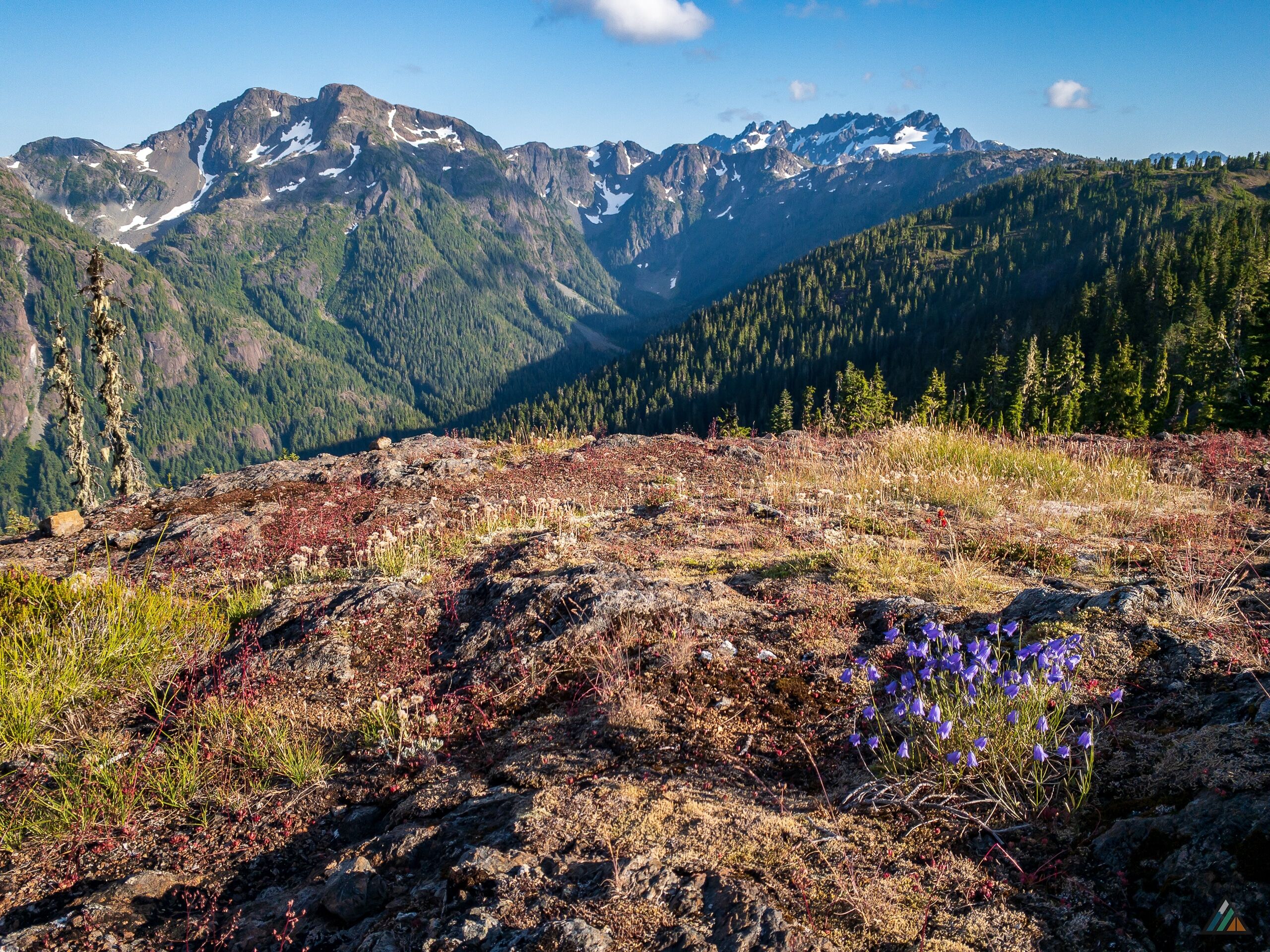 Flower Ridge Trail Wildflowers
