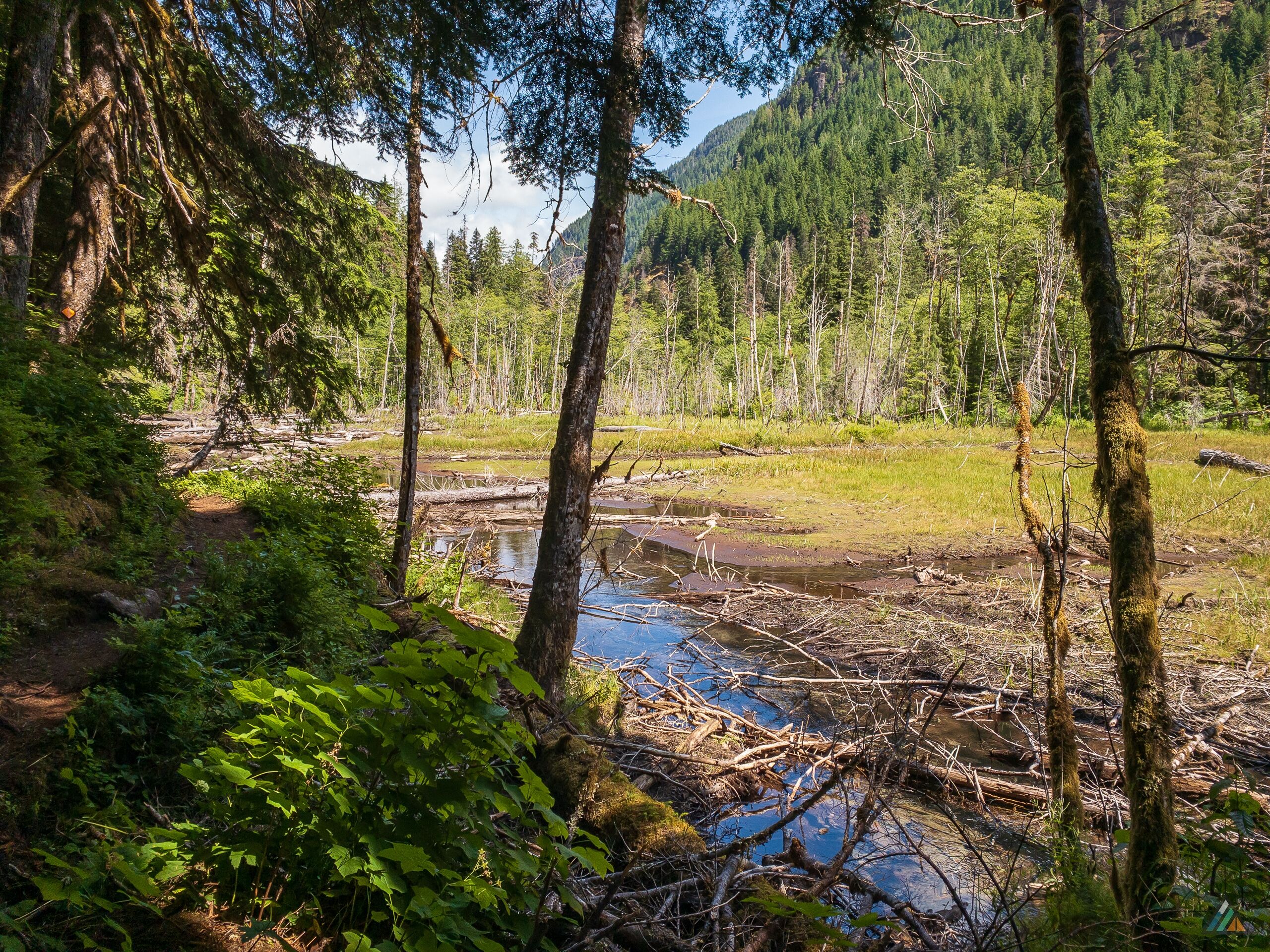 Elk River Trail Old Beaver Pond