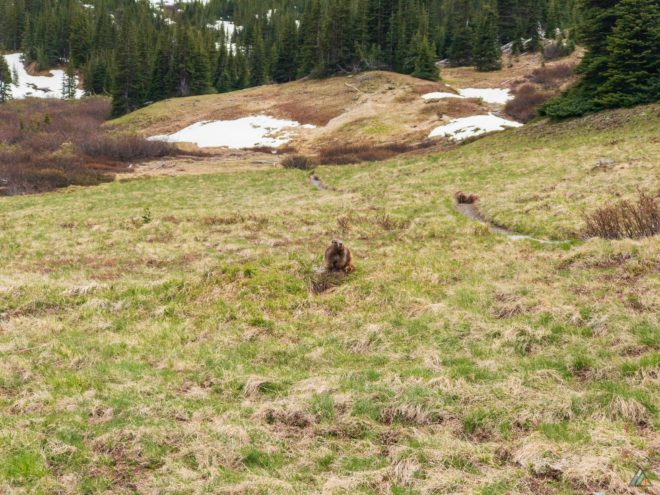 Grand Pass Trail Olympic Marmot