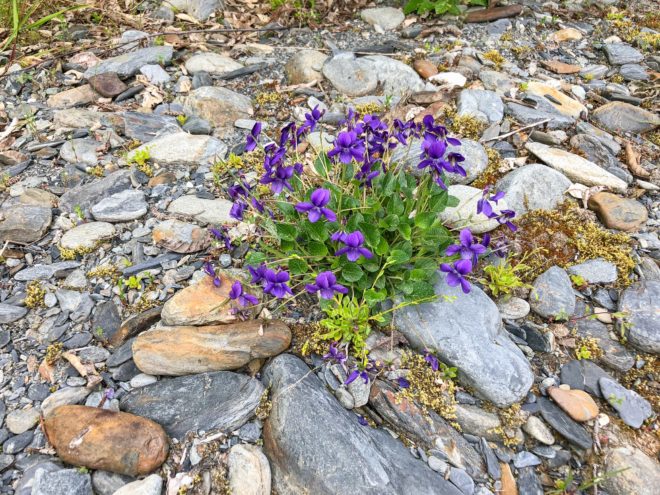 East Fork Quinault Wild Violet