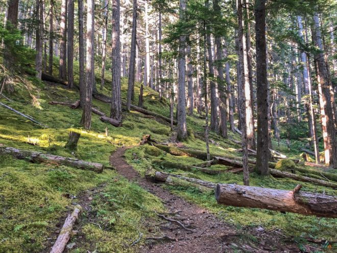 Flower Ridge Trail Forest Path