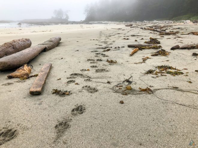 North Coast Trail Experiment Bight Wolf Tracks
