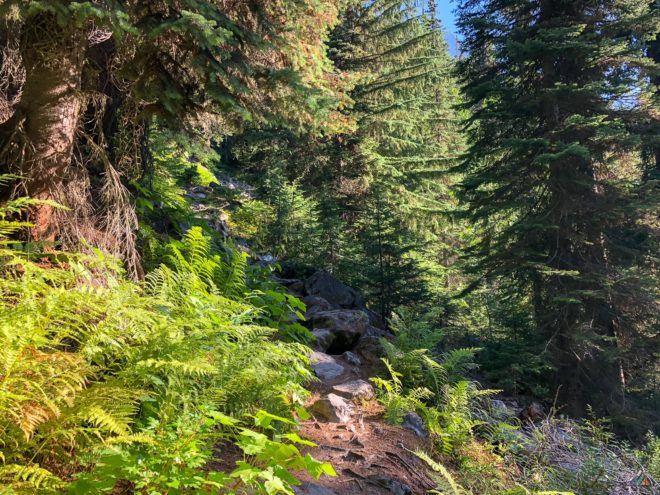 Overnight backcountry camping with a view of Rogers Pass is available in Hermit Meadows. This area is used by climbers as a basecamp to access alpine objectives: Mount Tupper and Mount Hermit.
