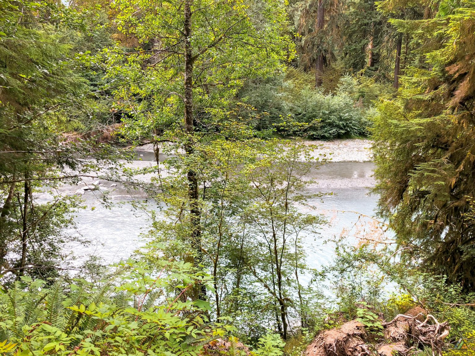 Hoh River Trail - Olympic National Park • MB Guiding