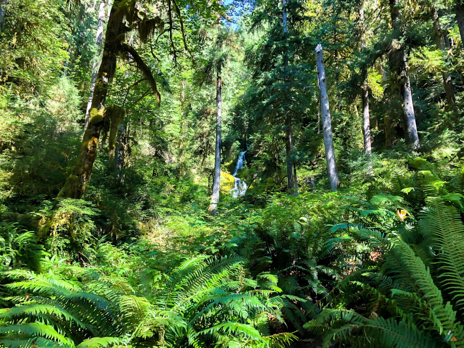 Hoh Trail Olympic National Park Exploring Wilderness and Nature