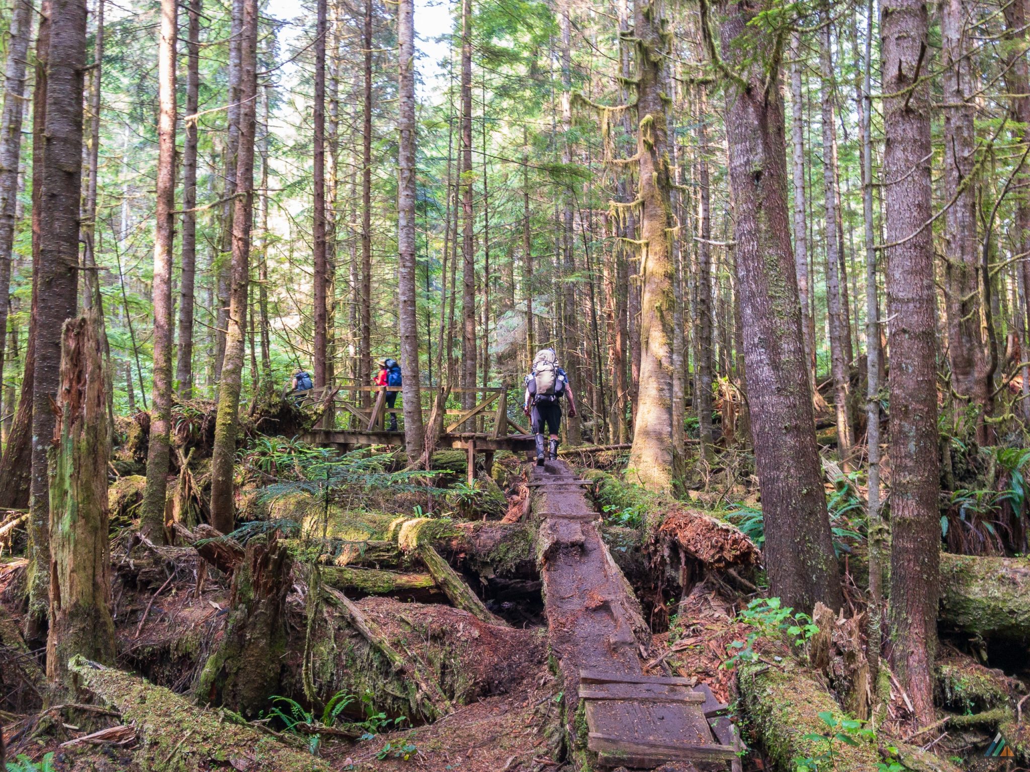 West Coast Trail Rainforest Log Walk 2048x1536 