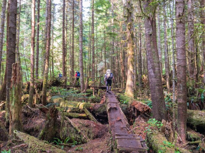 West Coast Trail Rainforest Log Walk