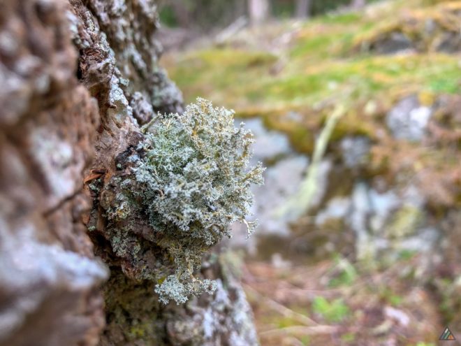 Coast Trail Mosses Lichens