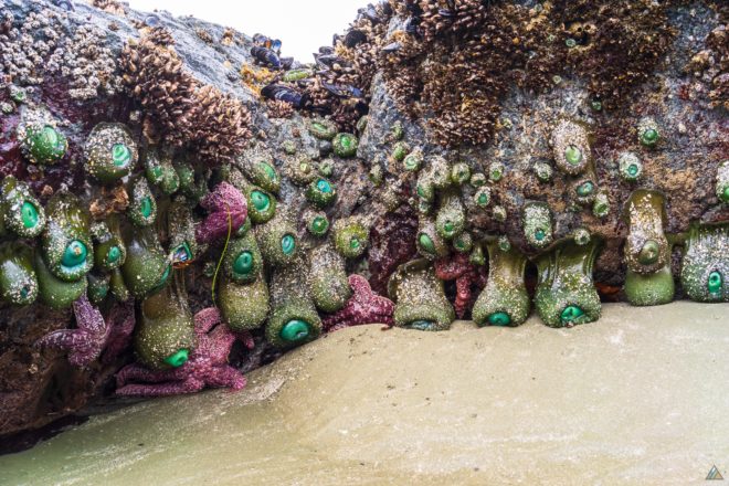 Pacific Rim Traverse Heavy Anemones
