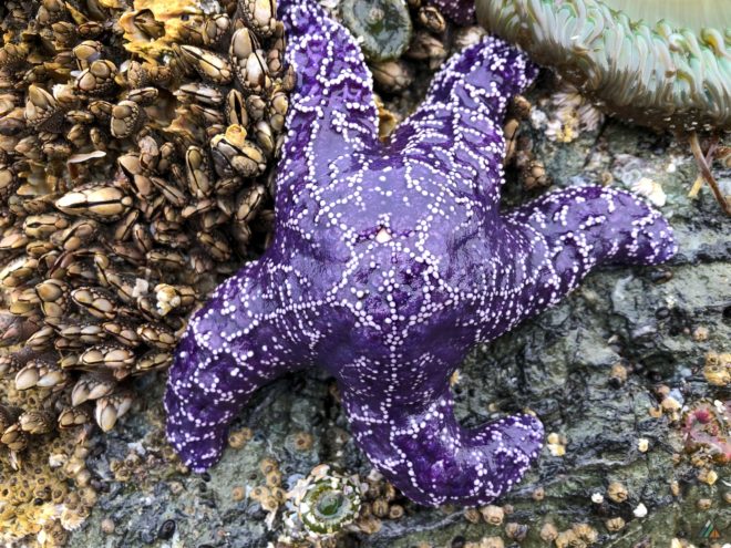 Pacific Rim Traverse Purple Ochre Sea Star
