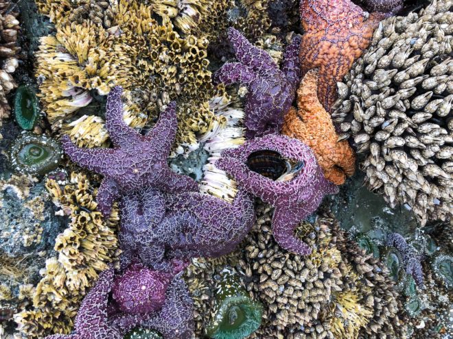 Pacific Rim Traverse Starfish Eating