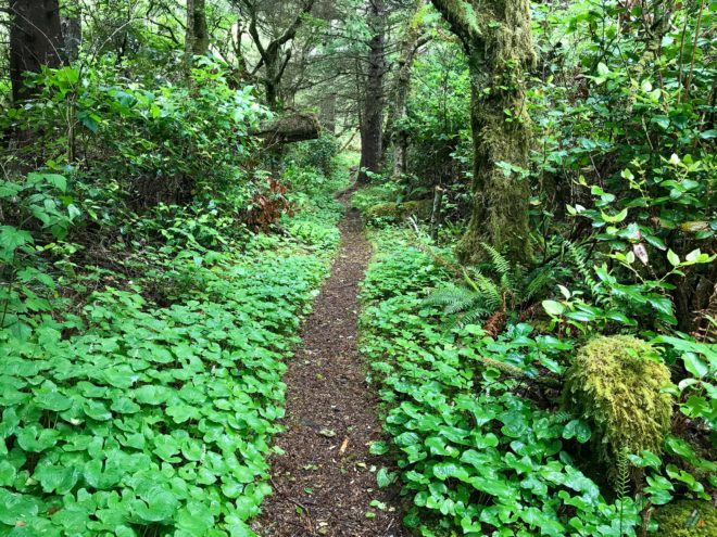 Cape Scott Trail Rainforest Moss