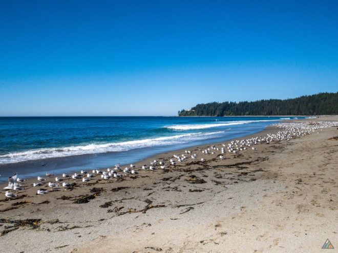 West Coast Trail Carmanah Beach Seagulls