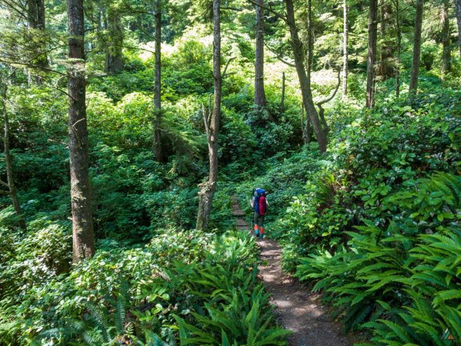 West Coast Trail Coastal Rainforest