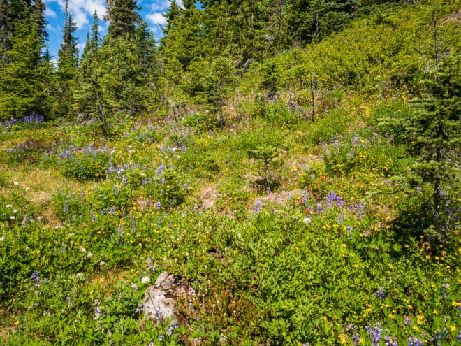 Flower Ridge Trail Wildflower Meadows