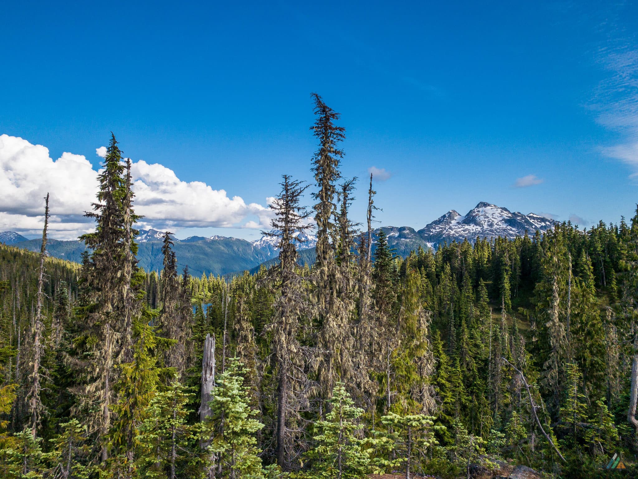 Phillips Ridge Trail - Strathcona Provincial Park • MB Guiding