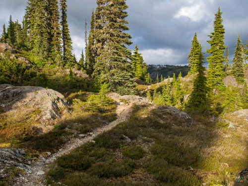 Phillips Ridge Trail - Strathcona Provincial Park • MB Guiding