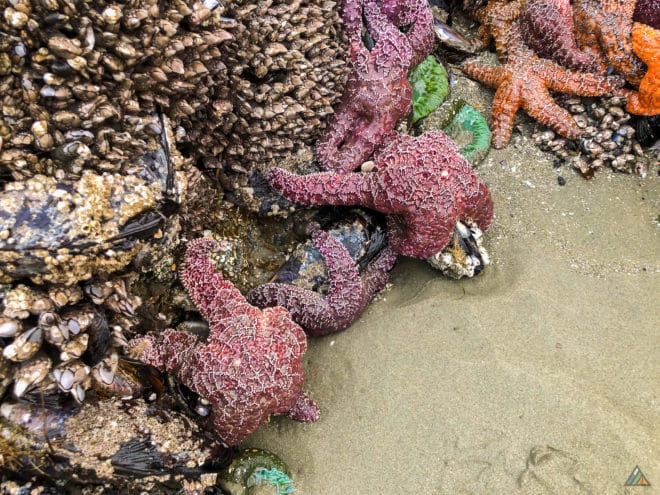 Pacific Rim Traverse Intertidal Life