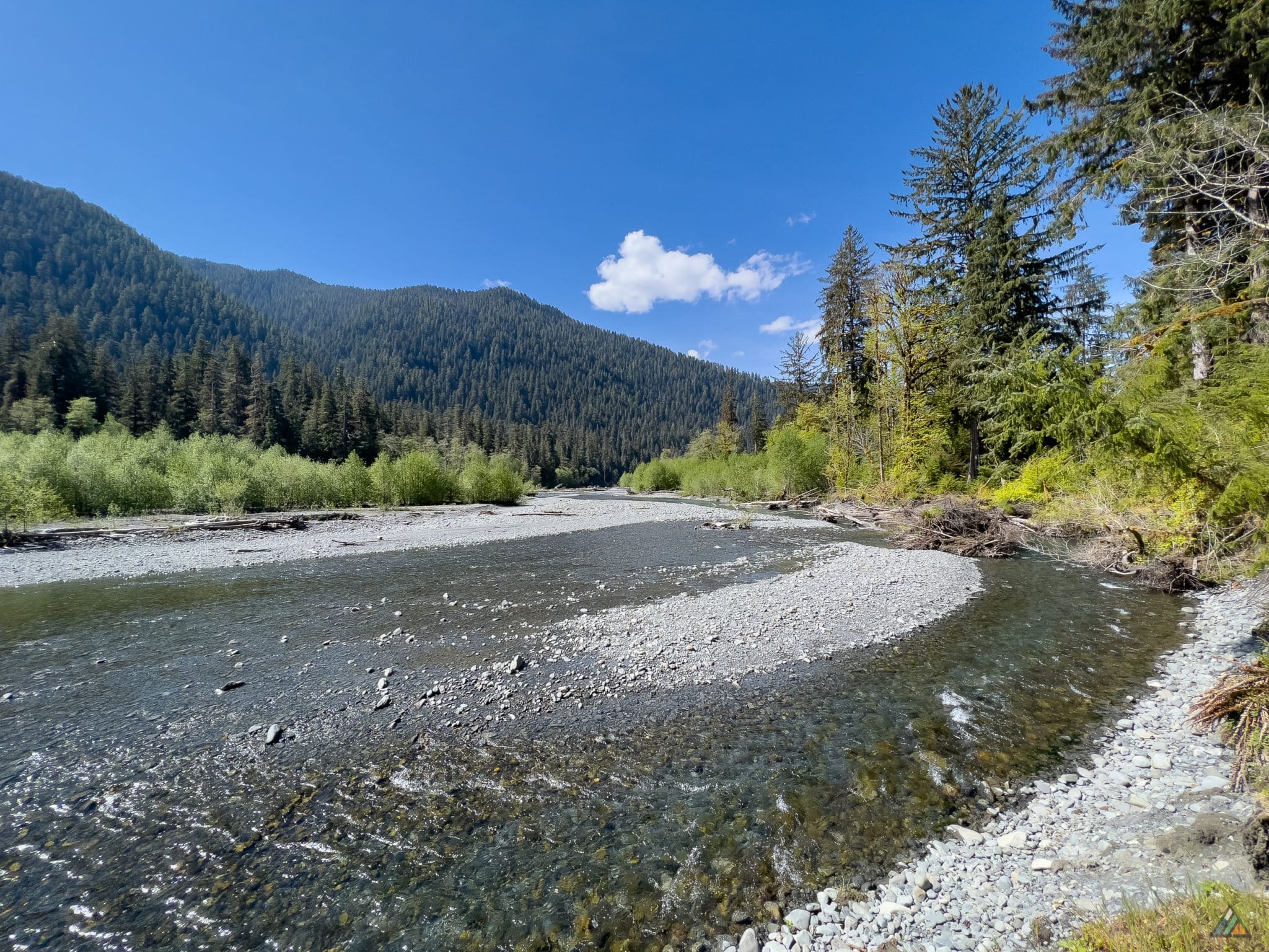 Hoh river trail olympic national park
