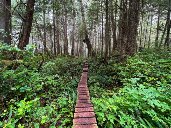 West Coast Trail Rainforest Boardwalk