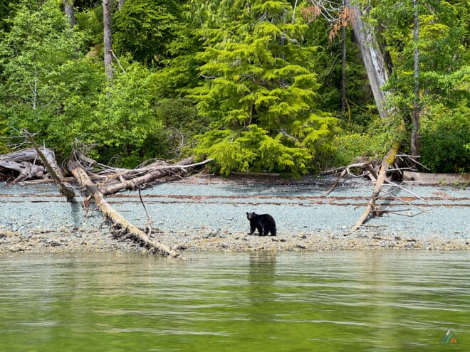 Nootka Trail Shorebird Expeditions Black Bear