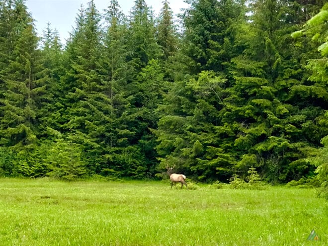 North Coast Trail Nahwitti Meadow Elk