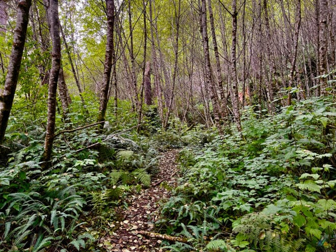 West Coast Trail Inland Forest Trail